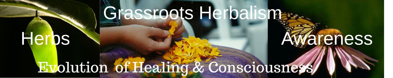 The Herbal Healing Journey